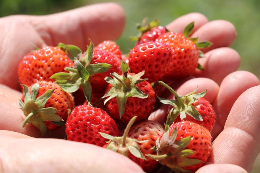 Bu yıl adeta topraktan fışkırıyor, kapış kapış satılıyor! Osmanlı sultanları bu meyve olmadan sofraya oturmazdı 9